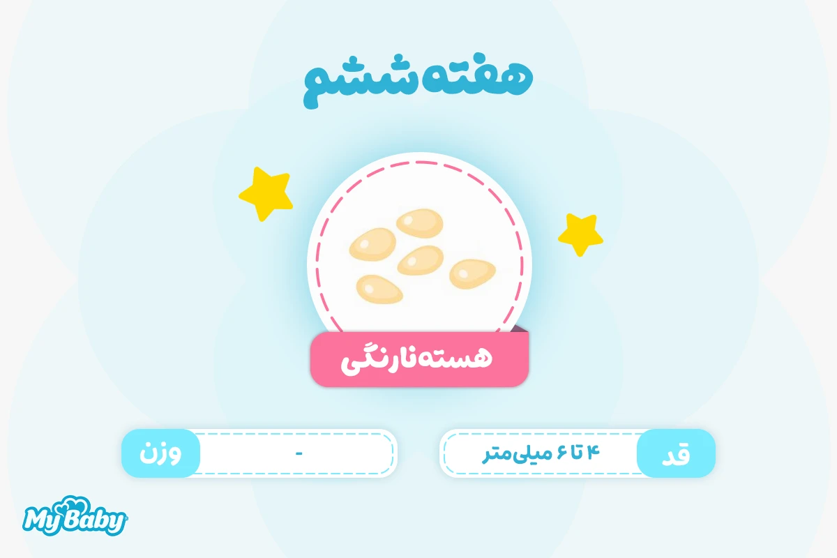 اندازه جنین در هفته ششم بارداری