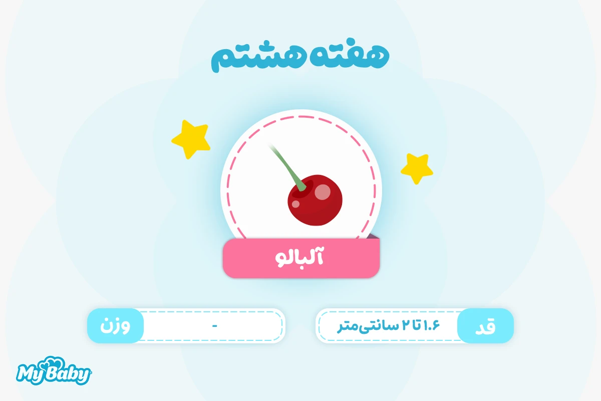 اندازه جنین در هفته هشتم بارداری