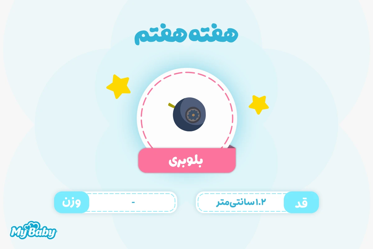 اندازه جنین در هفته هفتم بارداری