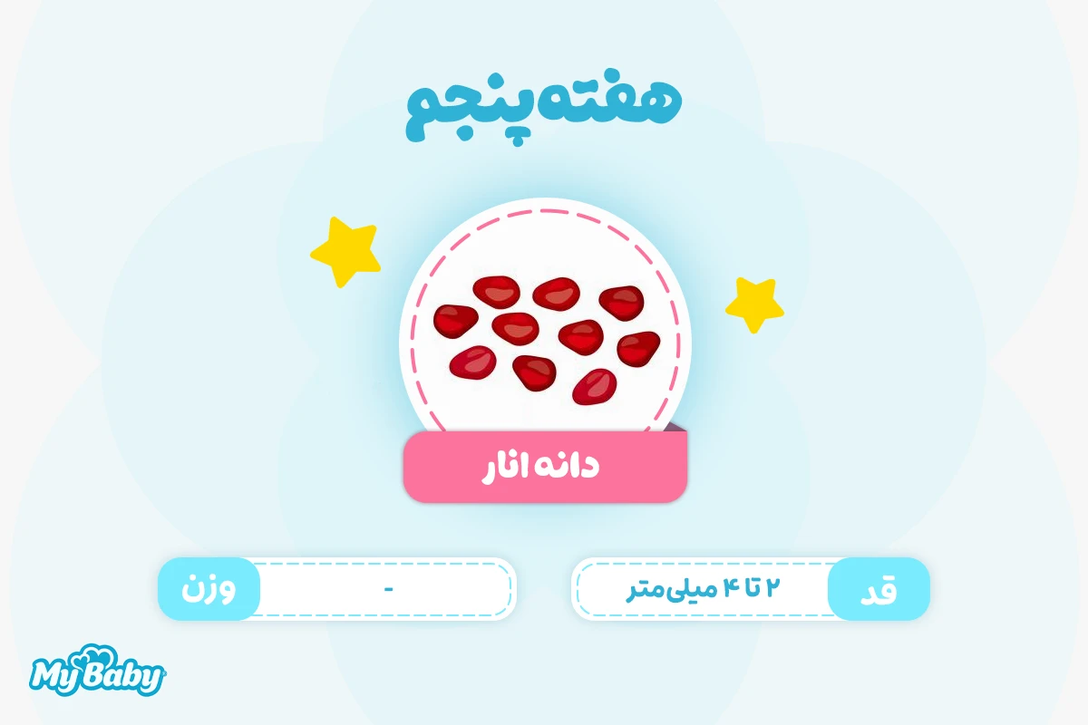 اندازه جنین در هفته پنجم بارداری