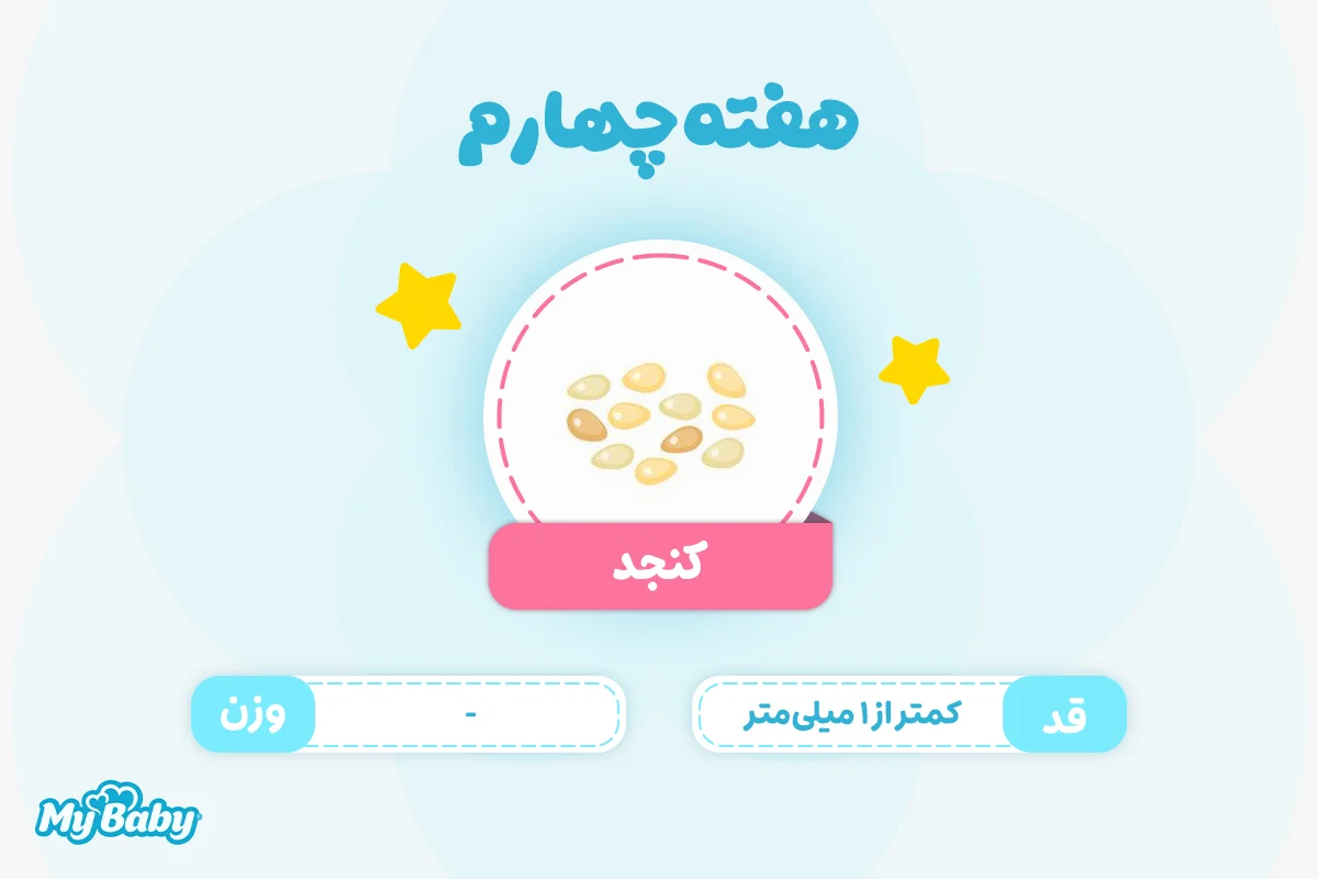 اندازه جنین در هفته چهارم بارداری