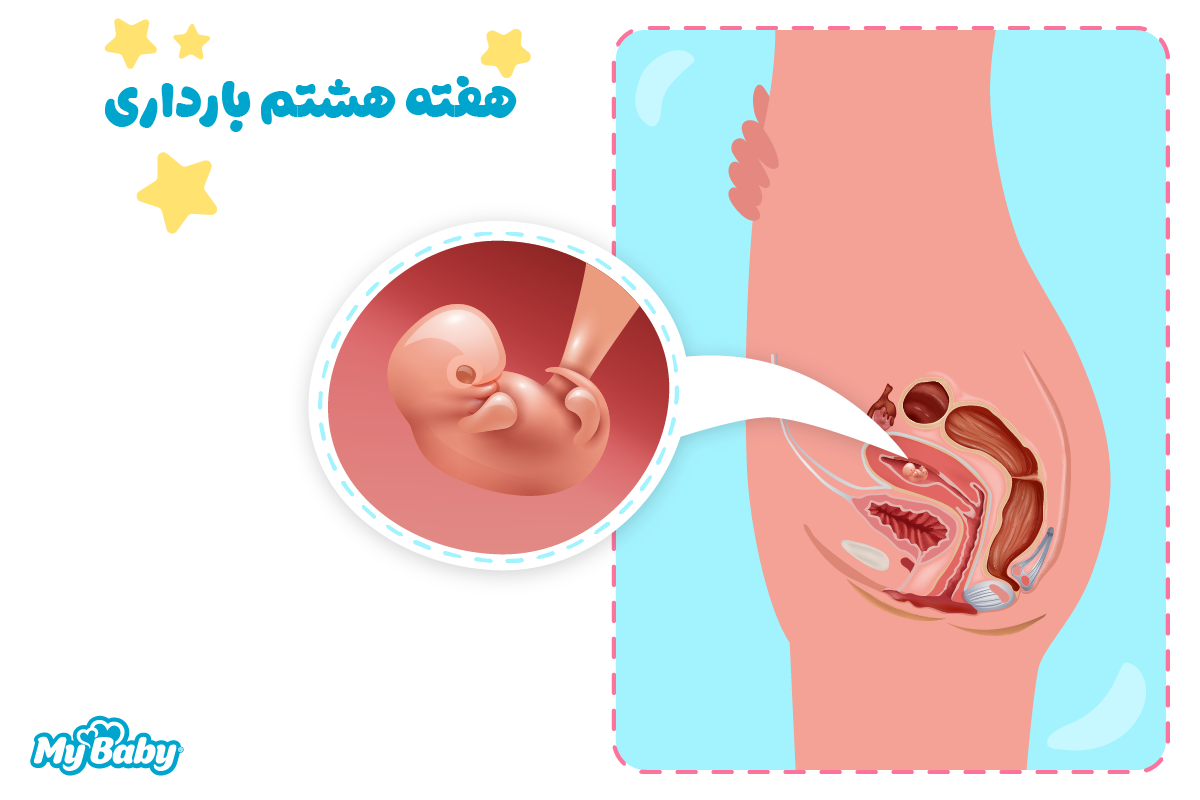 هفته هشتم بارداری