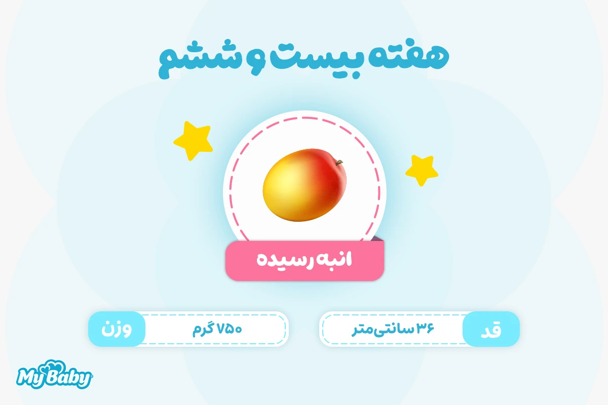 اندازه جنین در هفته بیست و ششم بارداری