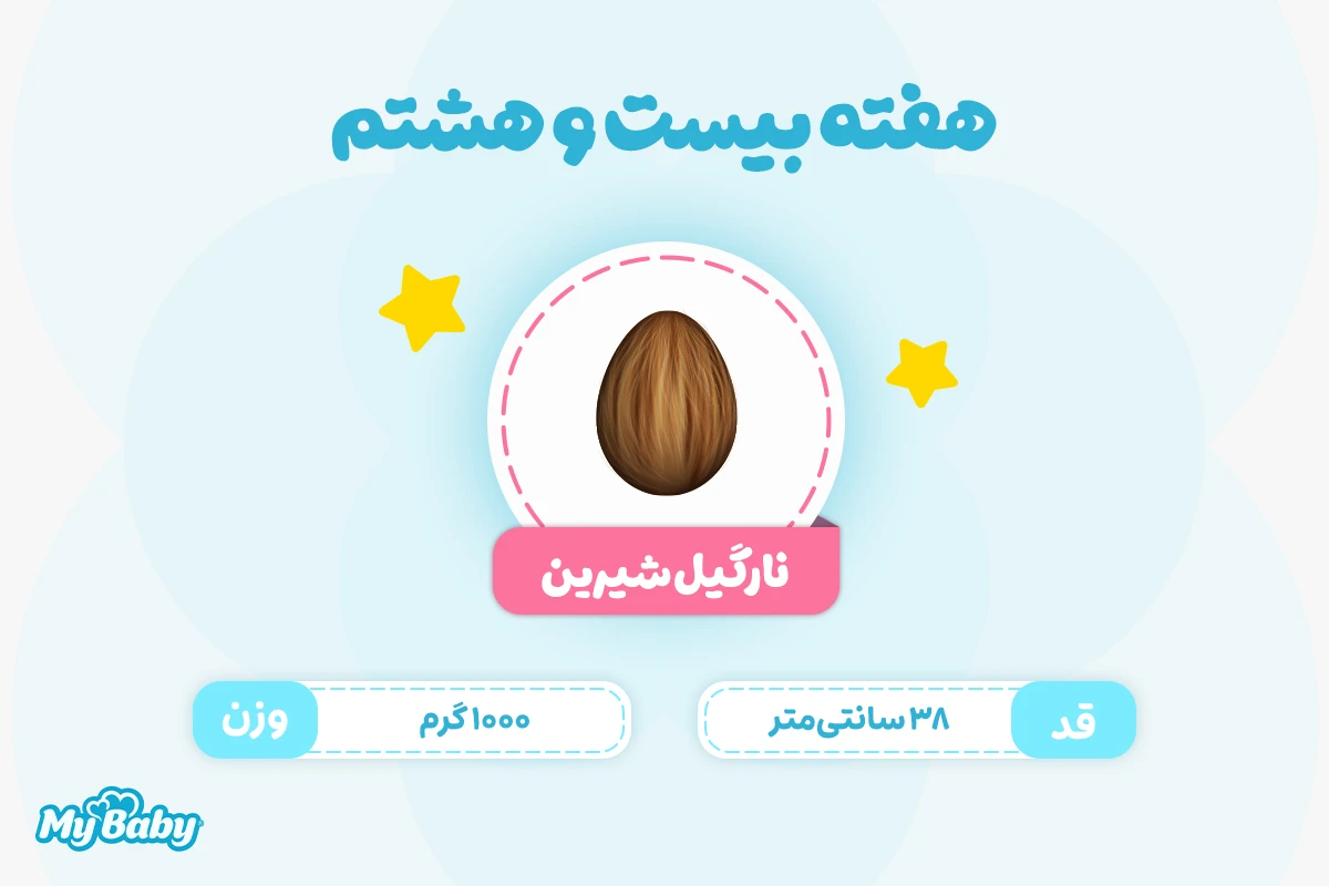 اندازه جنین در هفته بیست و هشتم بارداری