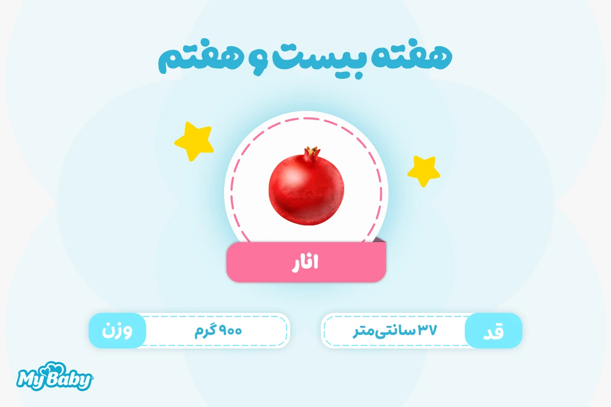 اندازه جنین در هفته بیست و هفتم بارداری