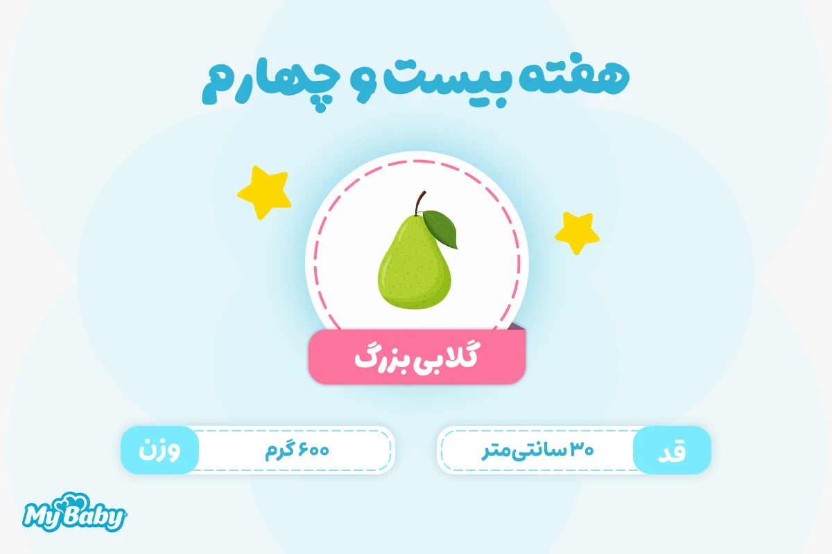 اندازه جنین در هفته بیست و چهارم بارداری