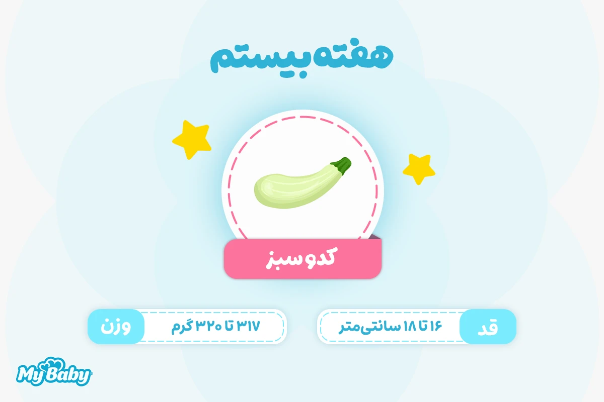 اندازه جنین در هفته بیستم بارداری