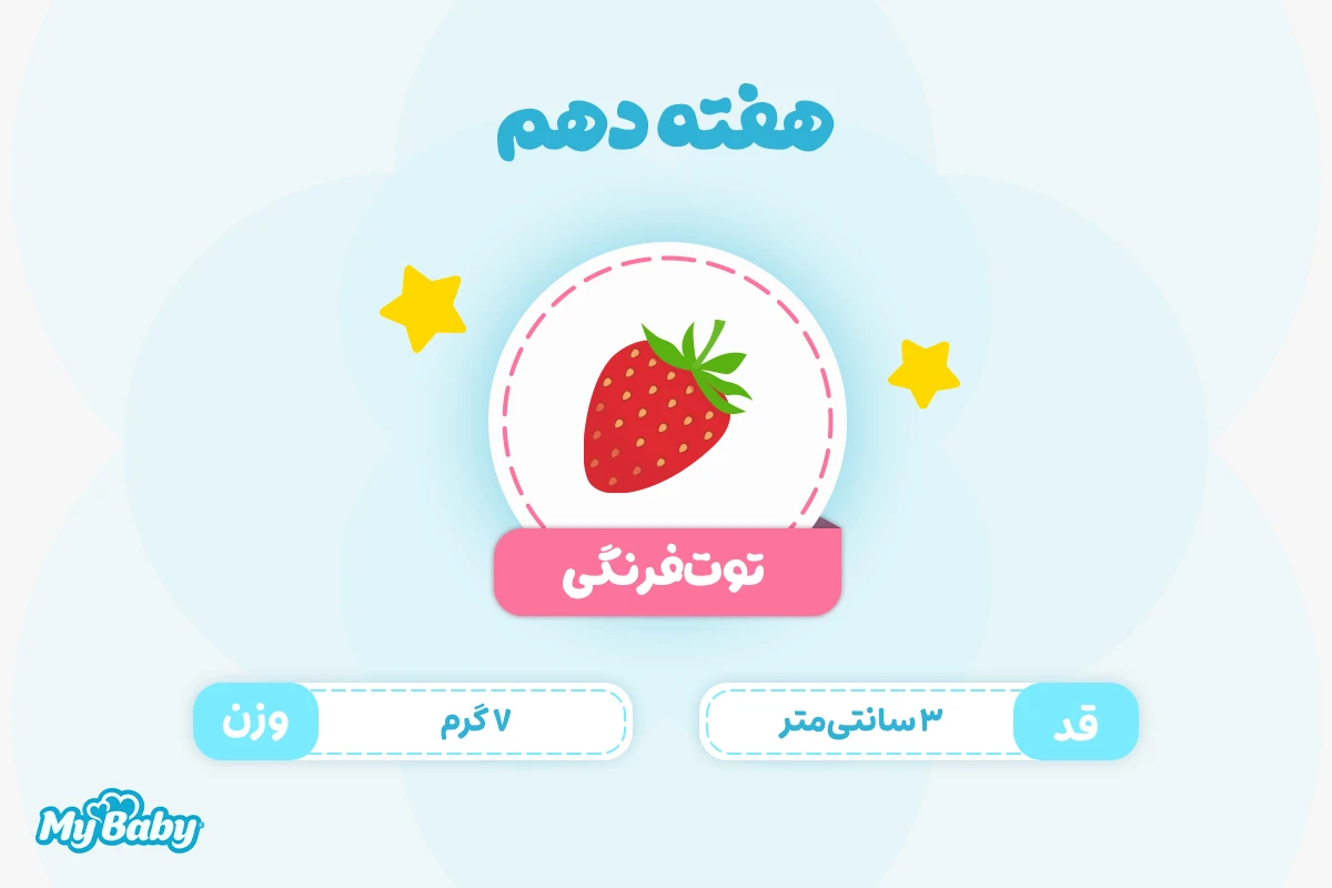 اندازه جنین در هفته دهم بارداری