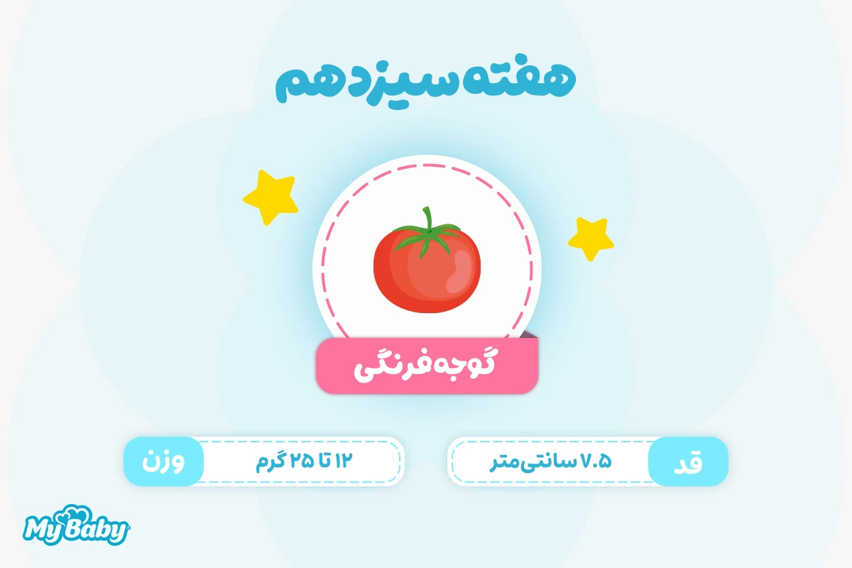 اندازه جنین در هفته سیزدهم بارداری