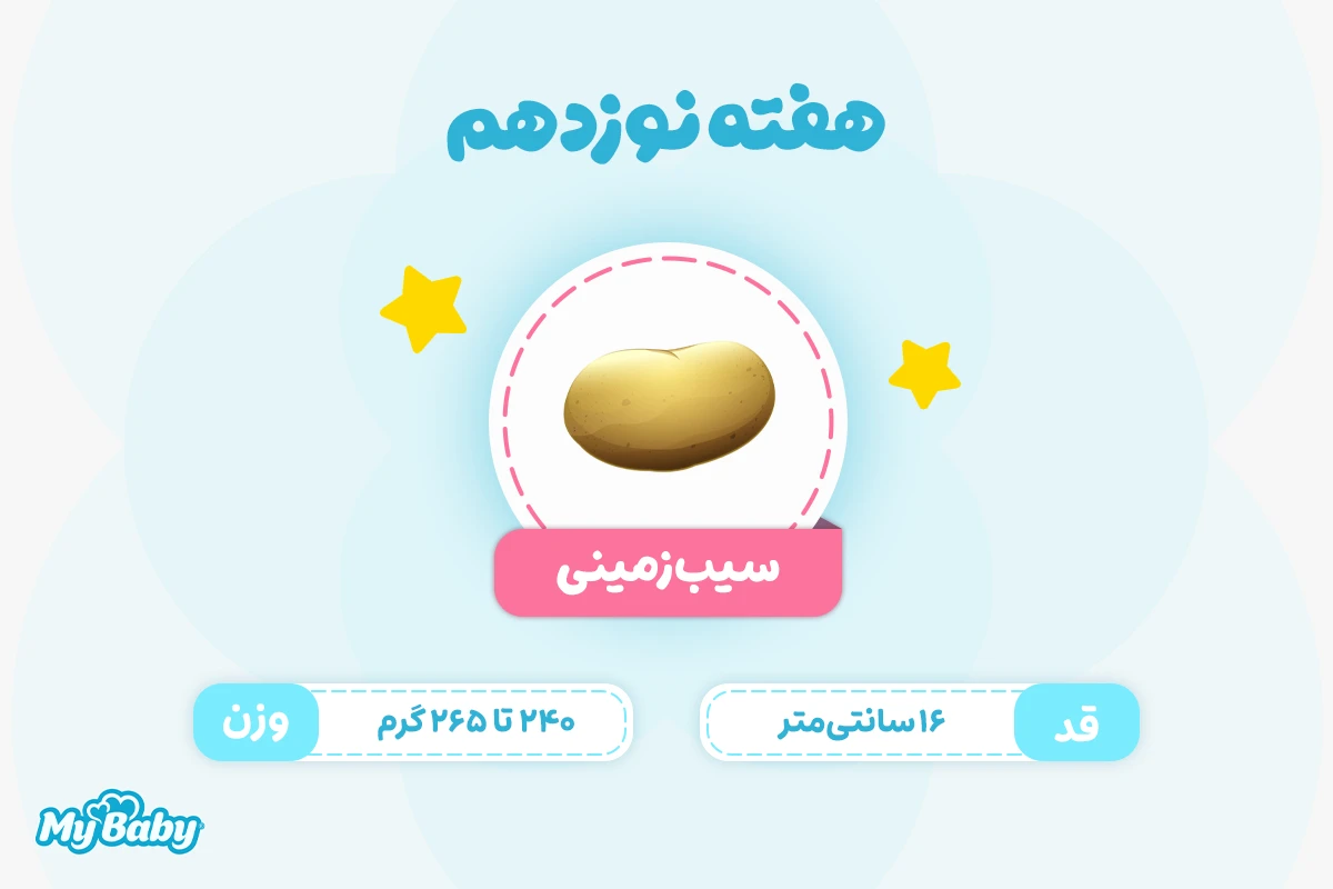 اندازه جنین در هفته نوزدهم بارداری