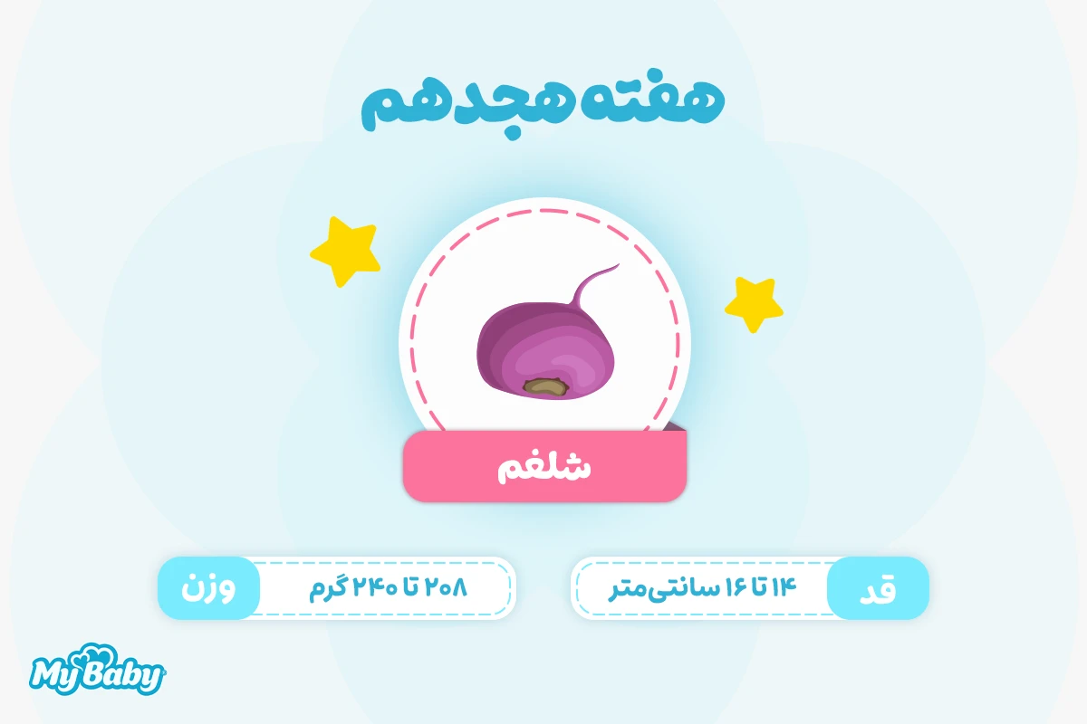اندازه جنین در هفته هجدهم بارداری
