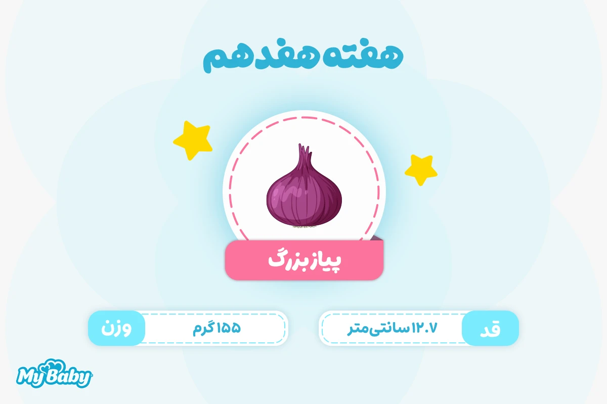 اندازه جنین در هفته هفدهم بارداری