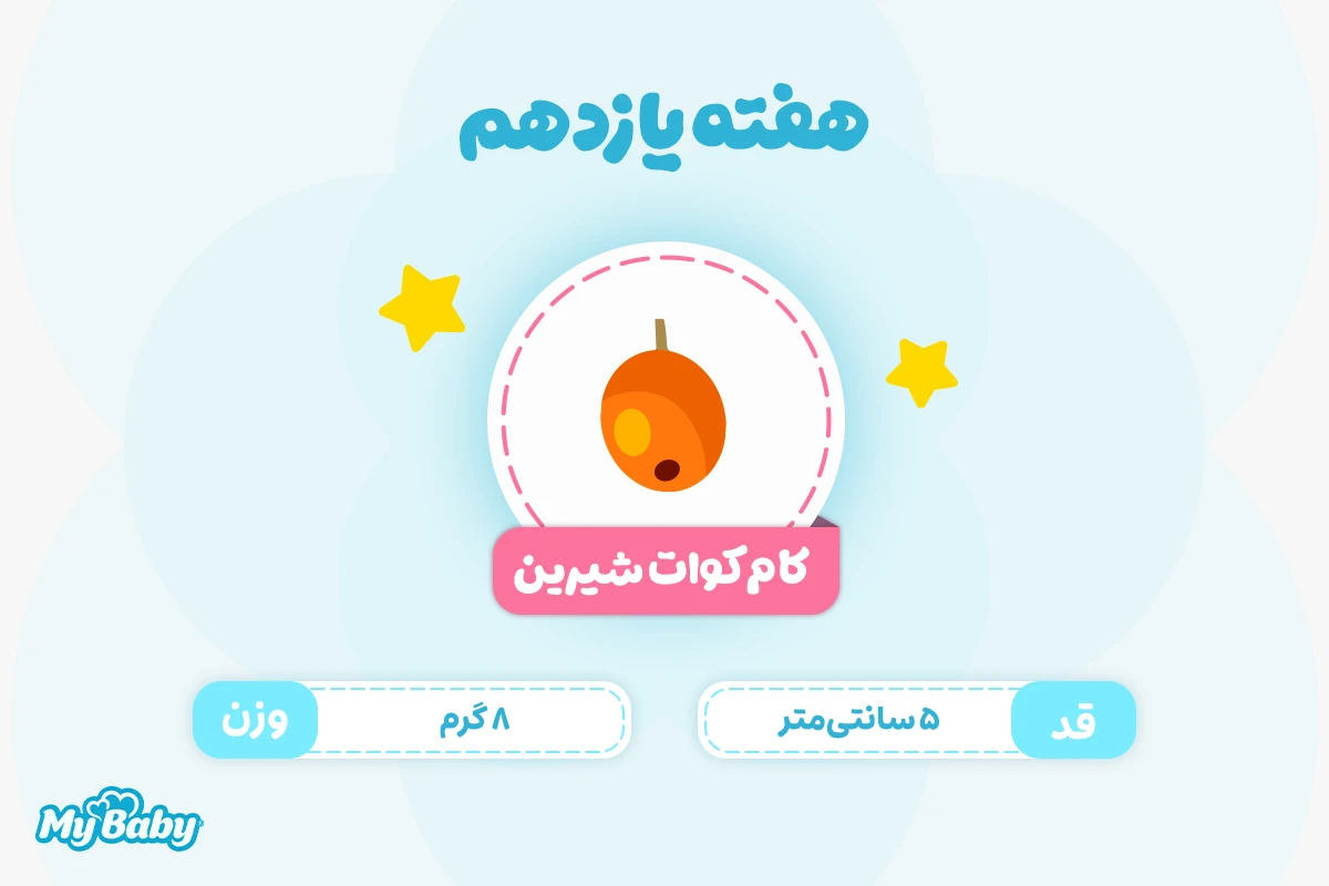 اندازه جنین در هفته یازدهم بارداری