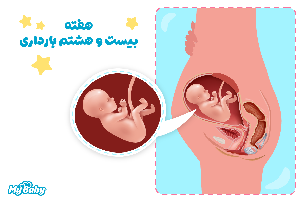هفته بیست و هشتم بارداری