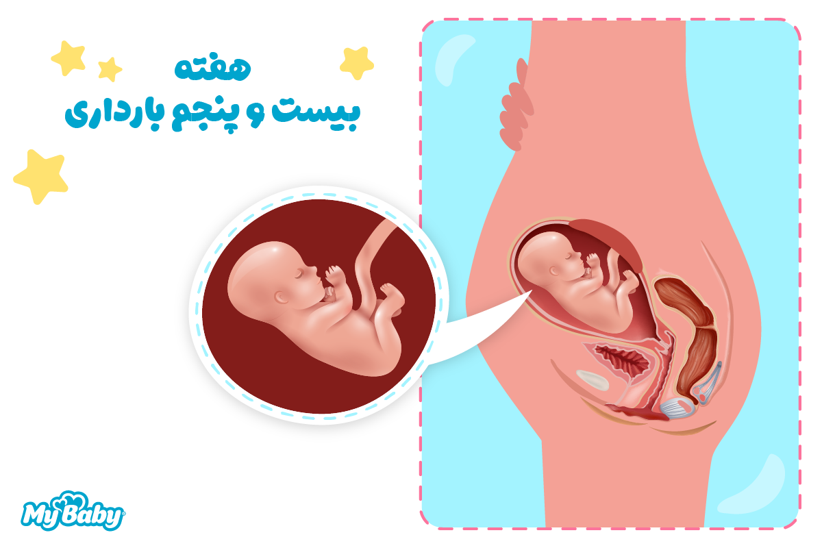 هفته بیست و پنجم بارداری
