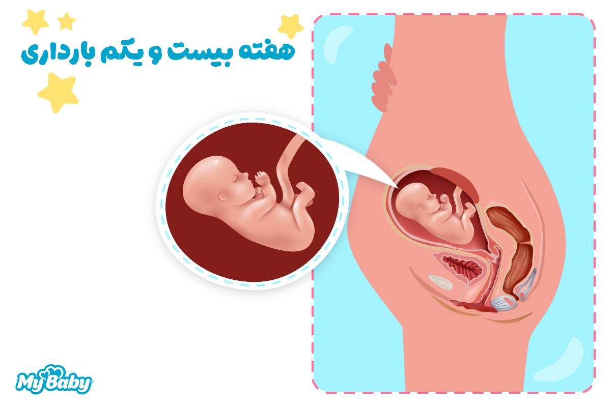 هفته بیست و یکم بارداری