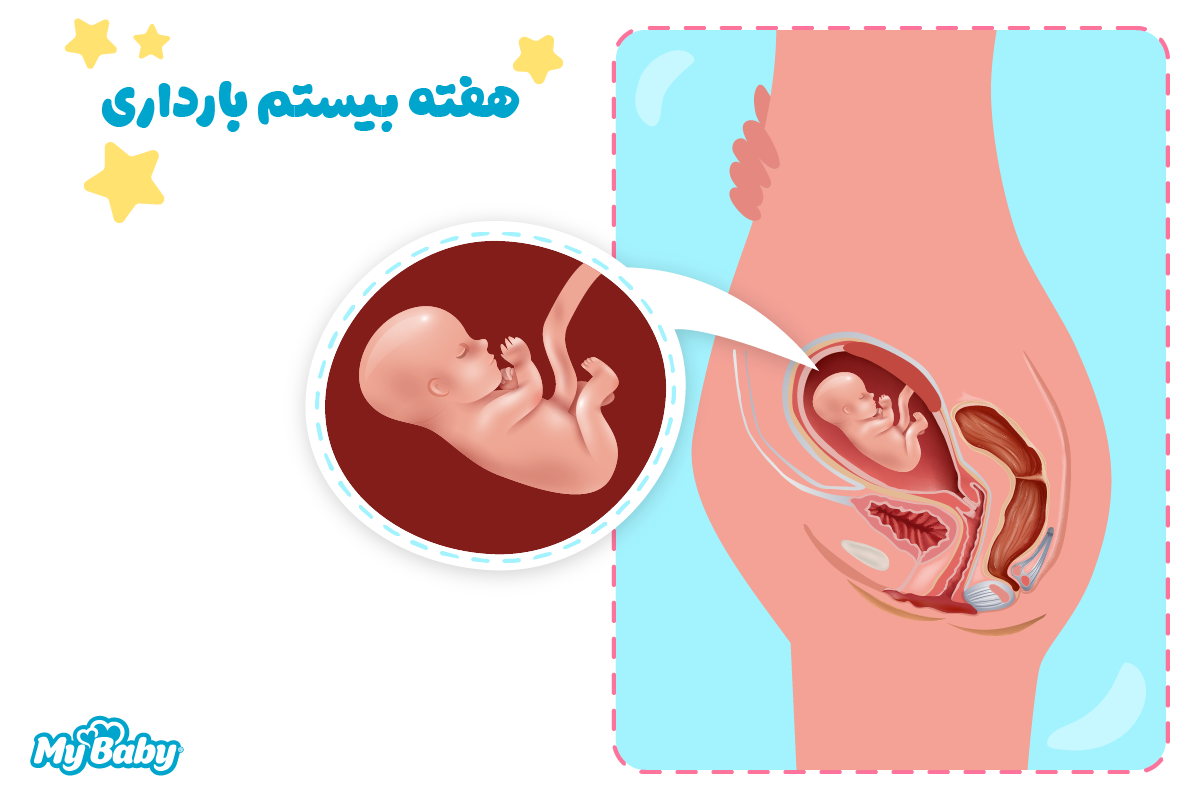 هفته بیستم بارداری