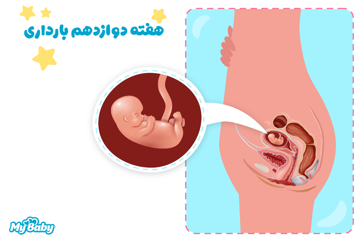 هفته دوازدهم بارداری