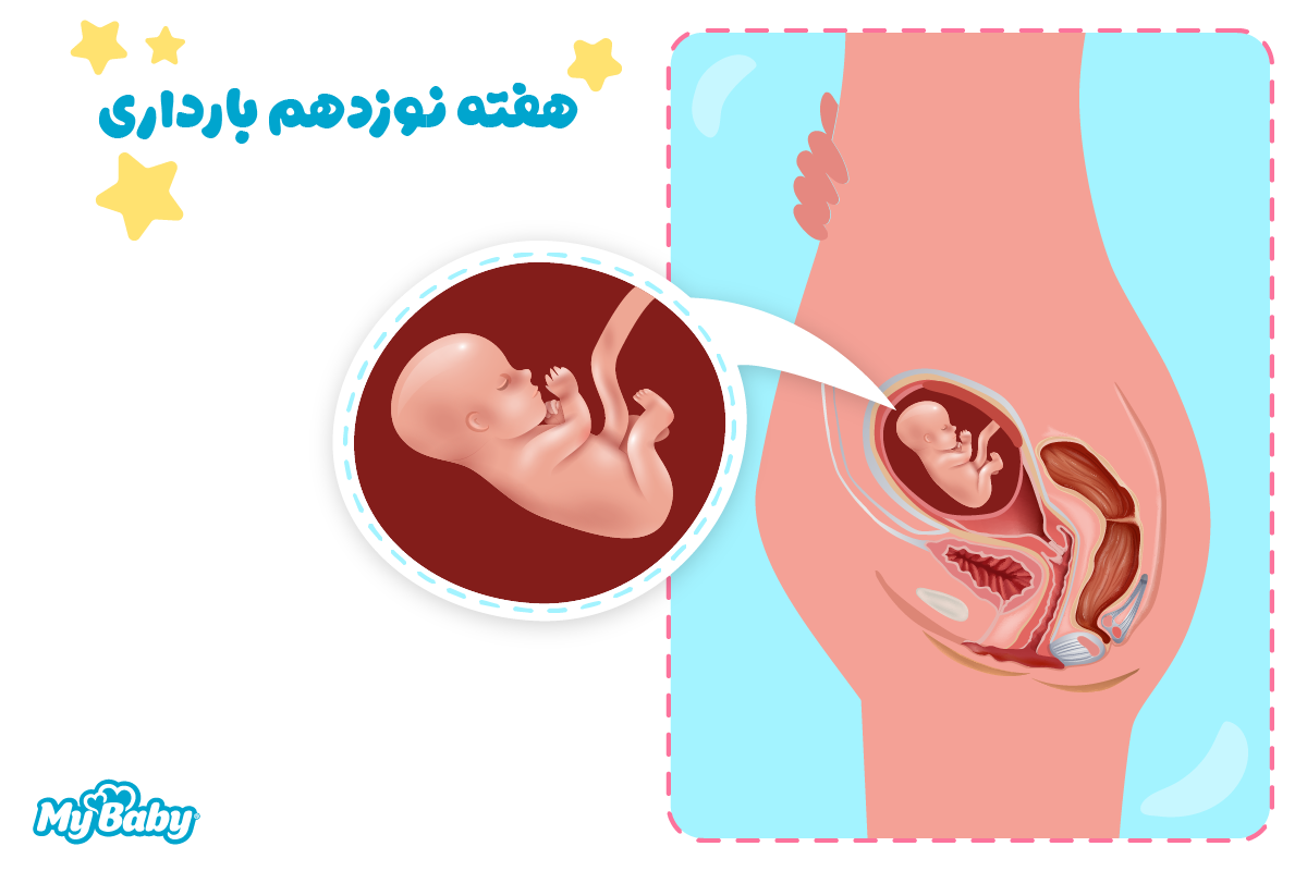 هفته نوزدهم بارداری