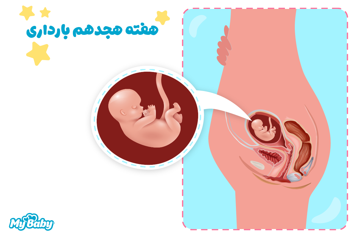 هفته هجدهم بارداری