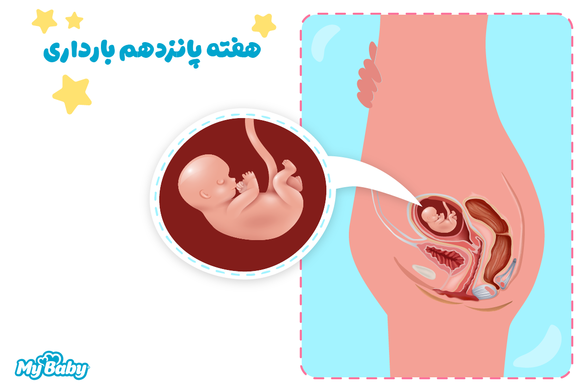 هفته پانزدهم بارداری
