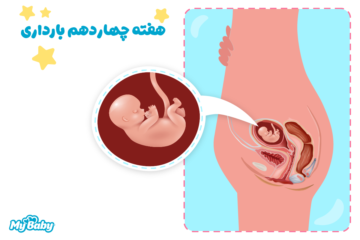 هفته چهاردهم بارداری